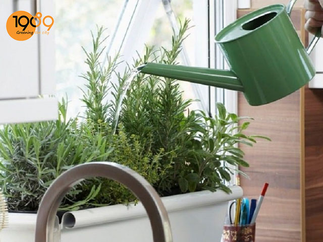 lượng nước cho cây