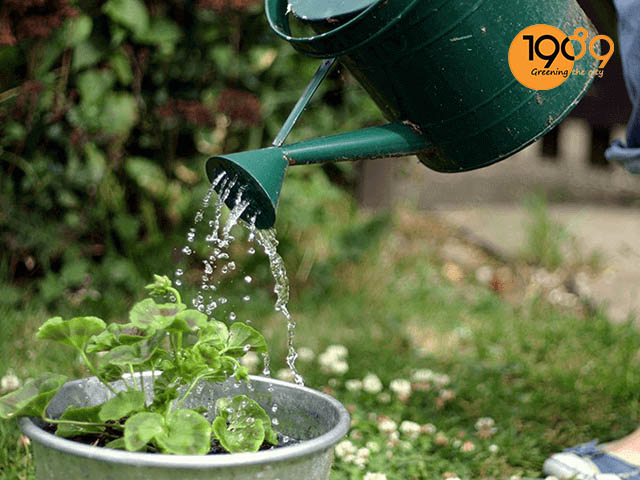 Tưới nước đầy đủ cho cây trồng cây ăn quả trong chậu