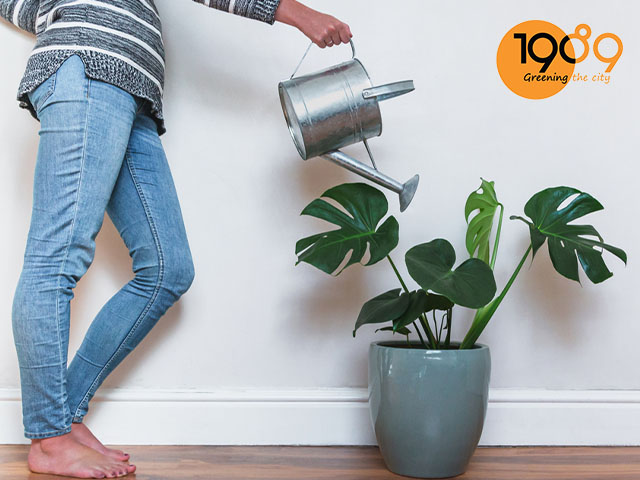 tưới từ trên xuống cho cây monstera