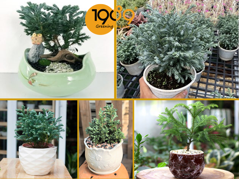 Top 10 Cây Để Sàn Lọc Khí: Trang Trí Đẹp, Làm Sạch Không Gian, Dễ Chăm Sóc