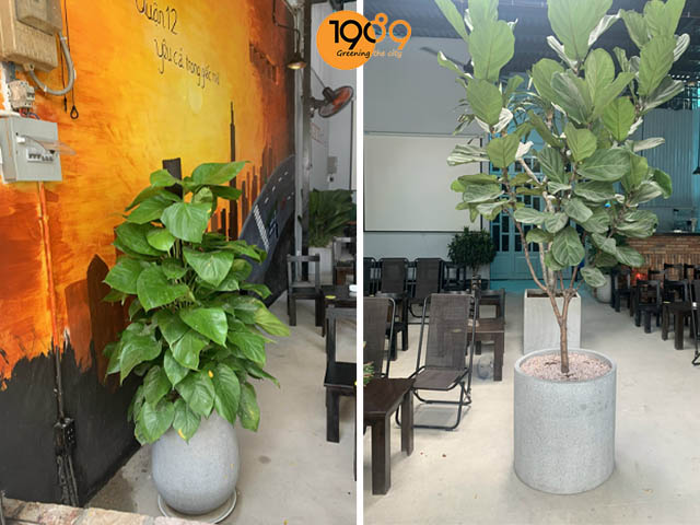 ứng chậu xi măng đá mài tròn vào quán cafe 12