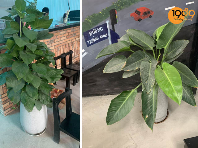 ứng chậu xi măng đá mài tròn vào quán cafe nhà hàng