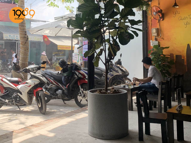 ứng chậu xi măng đá mài tròn vào quán cafe q12