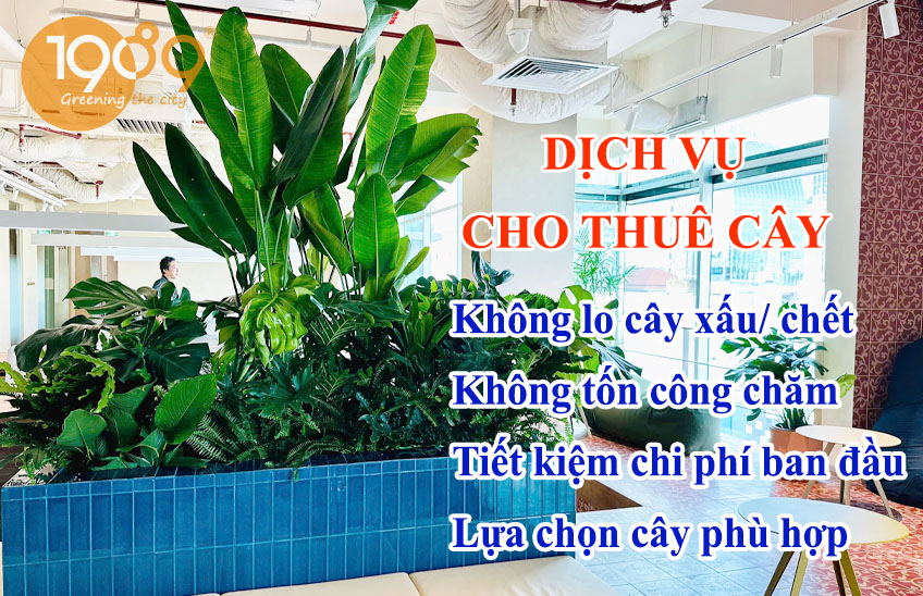 Dịch Vụ Cho Thuê Cây Xanh Văn Phòng Trọn Gói A-Z