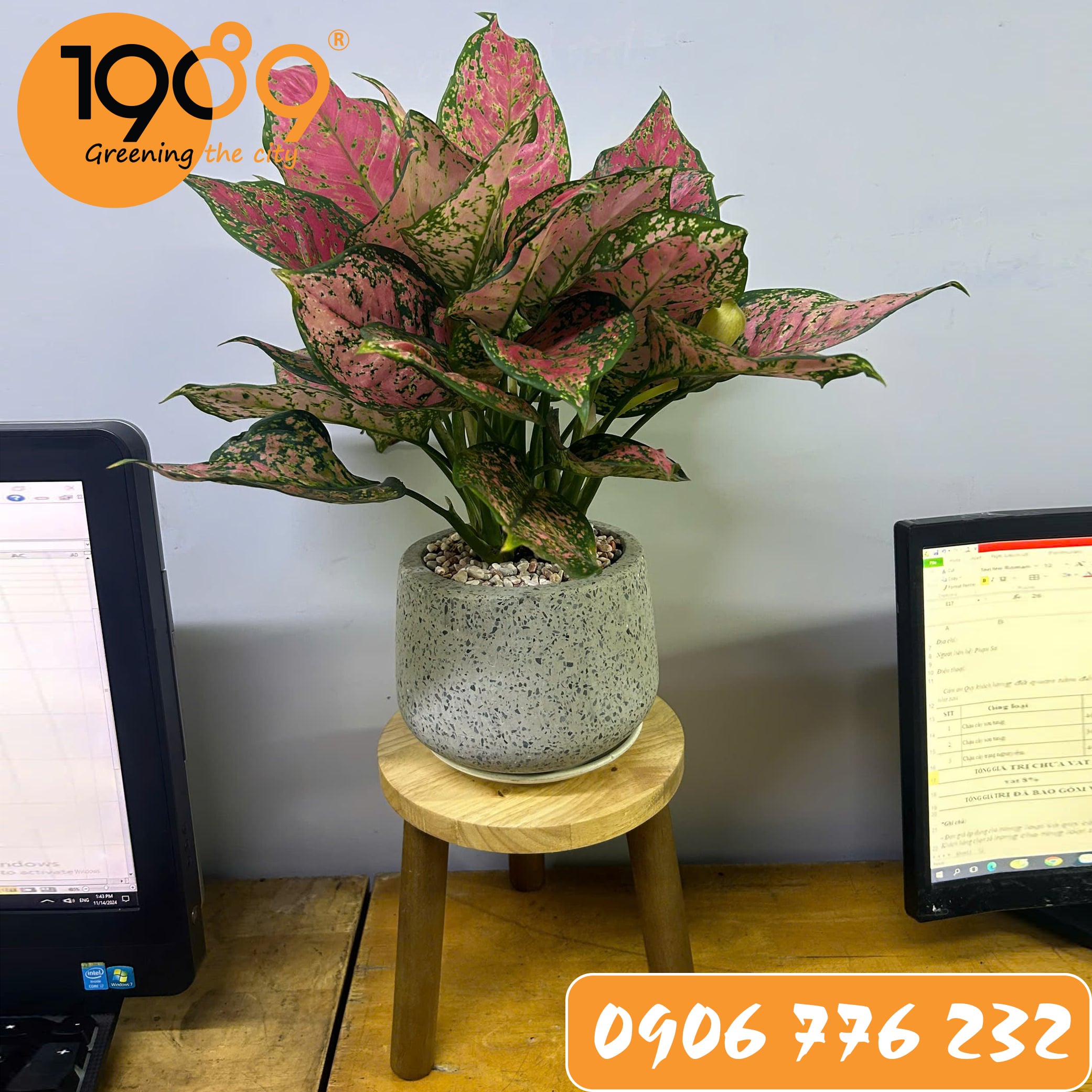 Cây Vạn Lộc - Món Quà Tinh Tế Cho Không Gian Sống