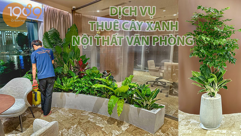 Dịch Vụ Thuê Cây Văn Phòng Trọn Gói: Siêu Rẻ, Tiêu Chuẩn & Cao Cấp