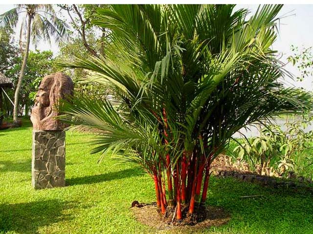 vườn cây cau đỏ