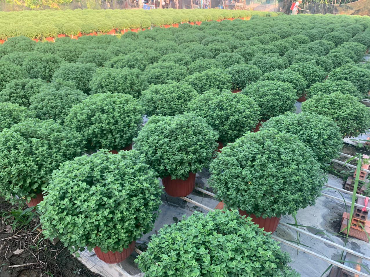 Hoa Cúc Mâm Xôi Trang Trí Tết - Đặc Điểm, Ý Nghĩa & Cách Chăm Sóc