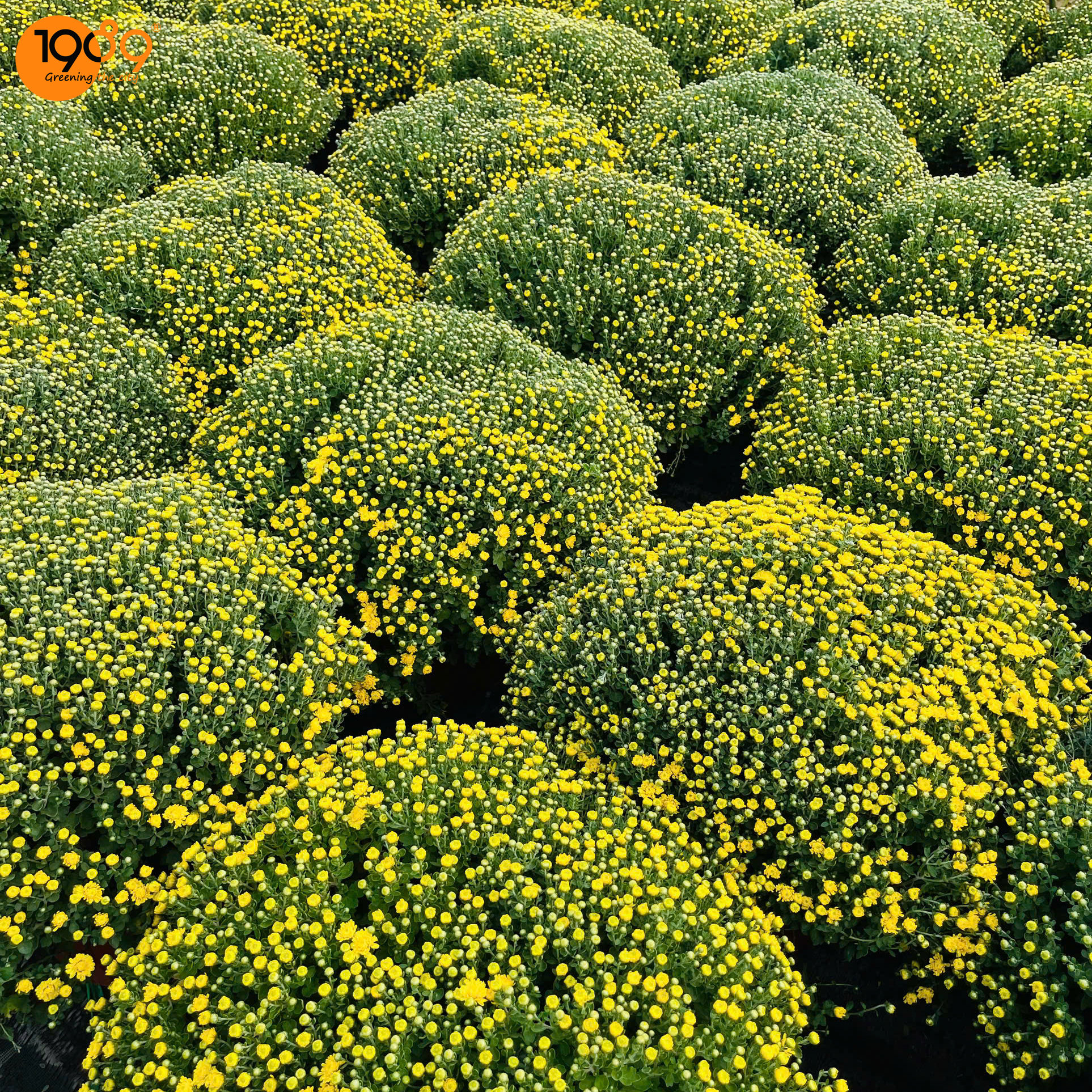 Hoa Cúc Mâm Xôi Trang Trí Tết - Đặc Điểm, Ý Nghĩa & Cách Chăm Sóc