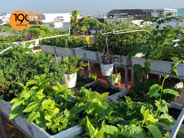 Sáng tạo xanh Mô hình trồng rau sạch tại nhà trên sân thượng