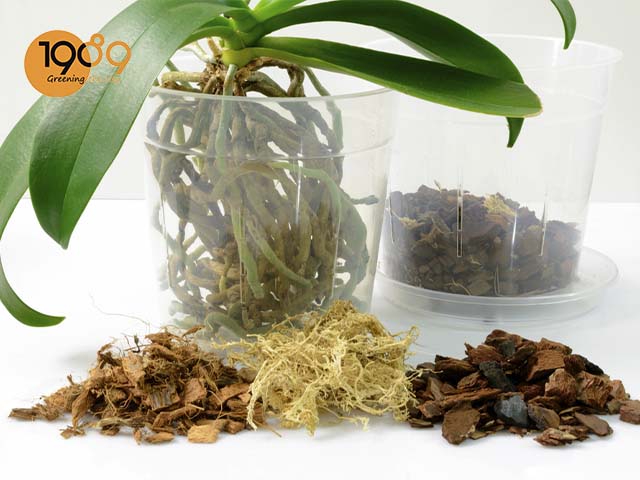 xơ dừa đã xử lý tốt