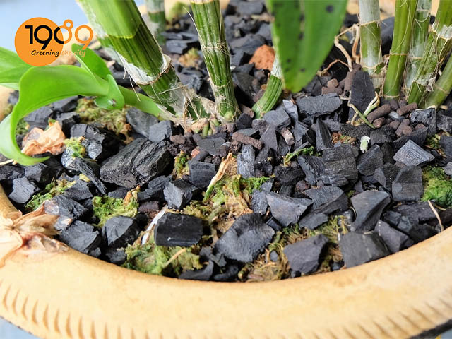 xử lý giá thể trồng lan cách xử lý than củi trồng lan đơn giản