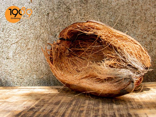 xử lý giá thể trồng lan cách xử lý xơ dừa trồng lan đơn giản