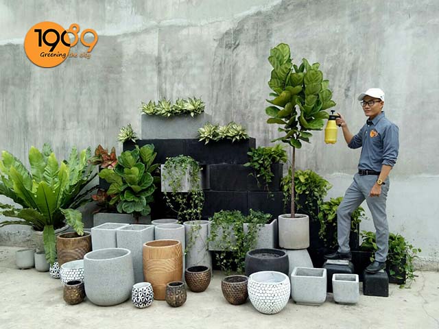 Chậu xi măng chữ nhật giá rẻ – Giải pháp tối ưu cho quán cà phê, văn phòng