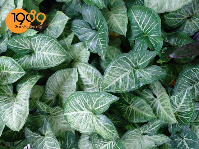 ý nghĩa của cây trầu bà trắng cây tróc bạc 2