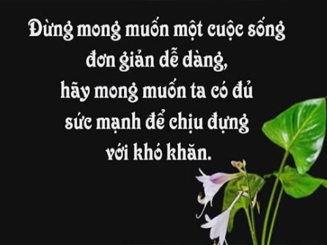Từ A tới Z về Kiểng Lá: Ý Nghĩa Của Cây Trầu Bà Trắng