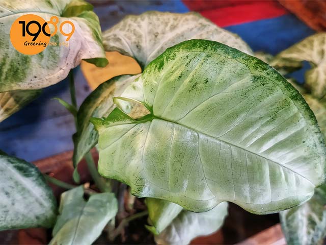 cây trầu bà có lá màu trắng là cây gì