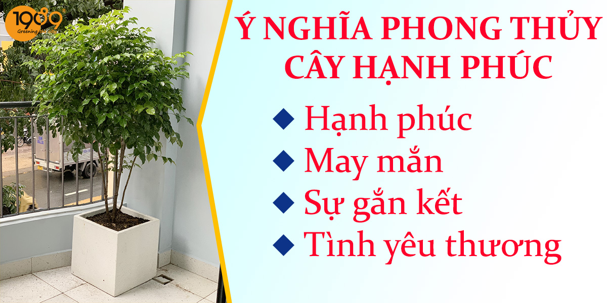Ý Nghĩa Phong Thủy của Cây Hạnh Phúc