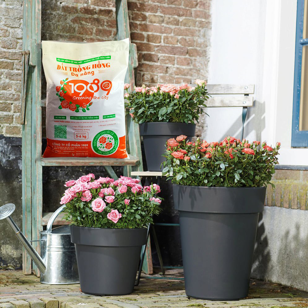 Mua Chậu Trồng Hoa Hồng Đẹp