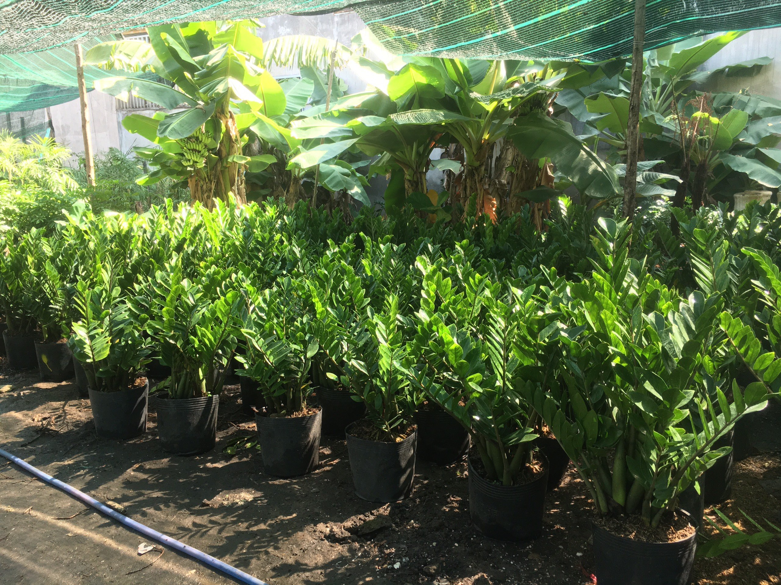 cây kim tiền phong thủy giá rẻ tai vườn