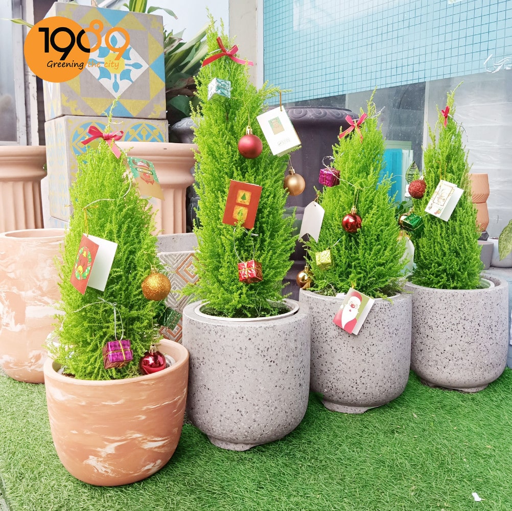 Cây Tùng Thơm (Tùng Hương) cây noel