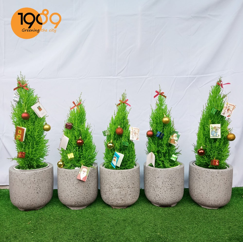 Cây Tùng Thơm (Tùng Hương) cây noel