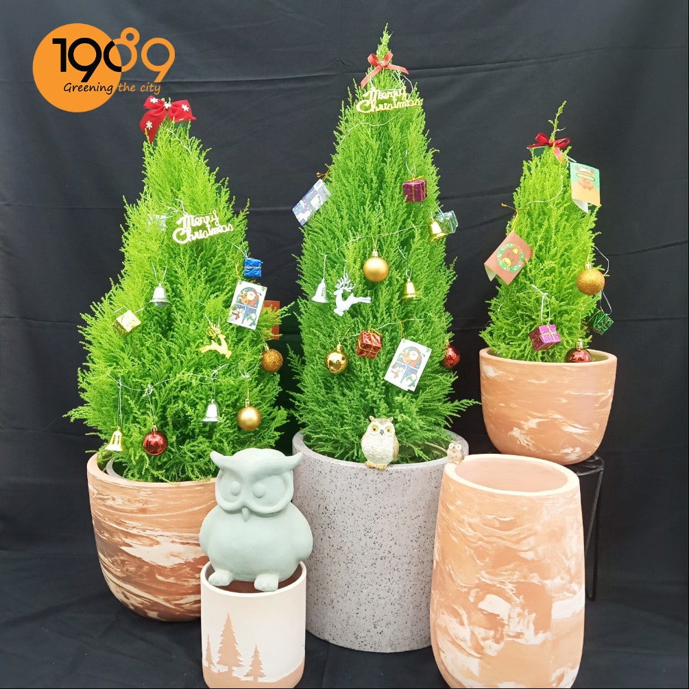 Cung Cấp Cây Sơn Tùng Sỉ Lẻ Giá Tốt – Tạo Nên Không Gian Xanh Sang Trọng