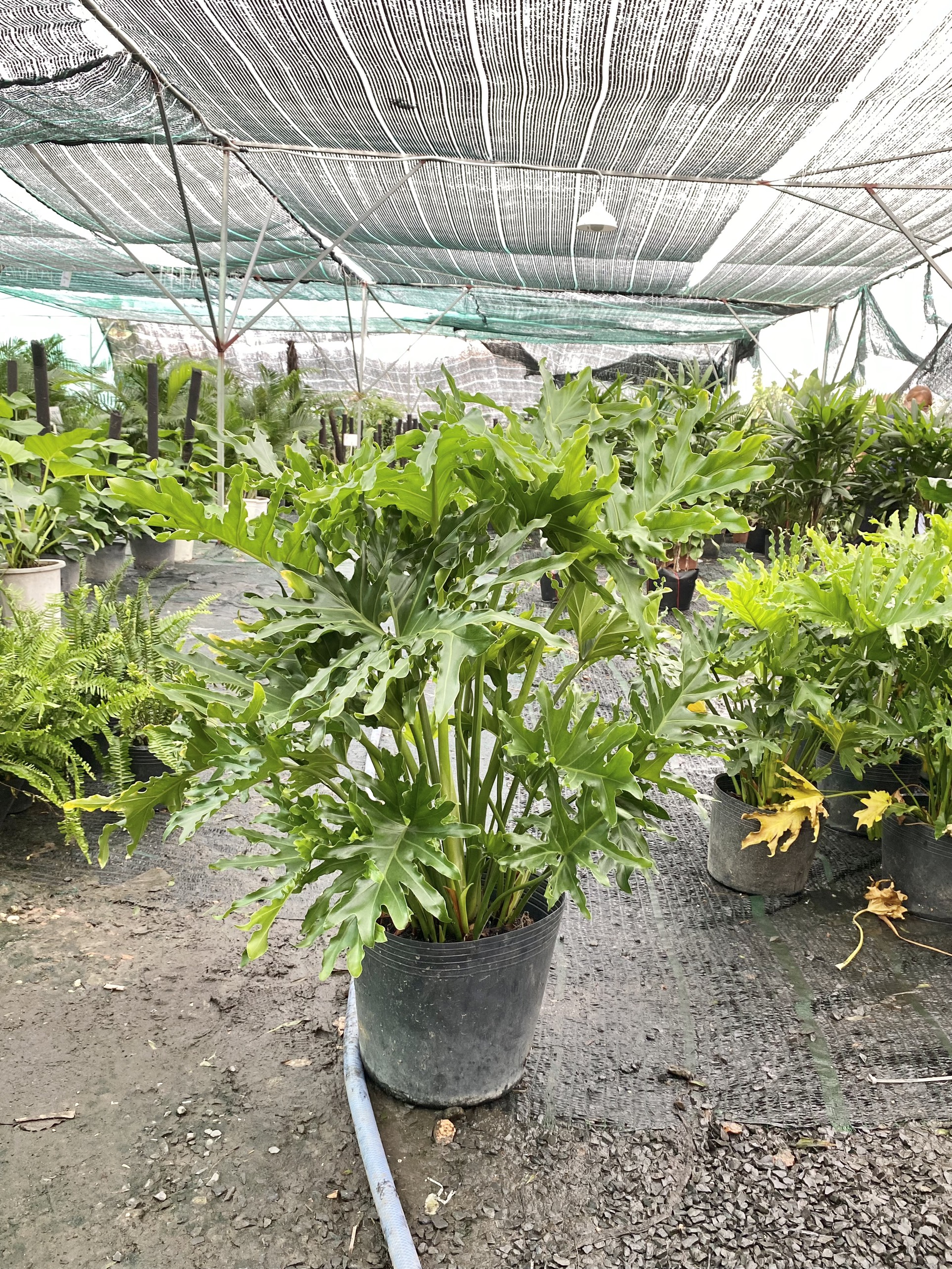 vườn trầu bà thanh xuân