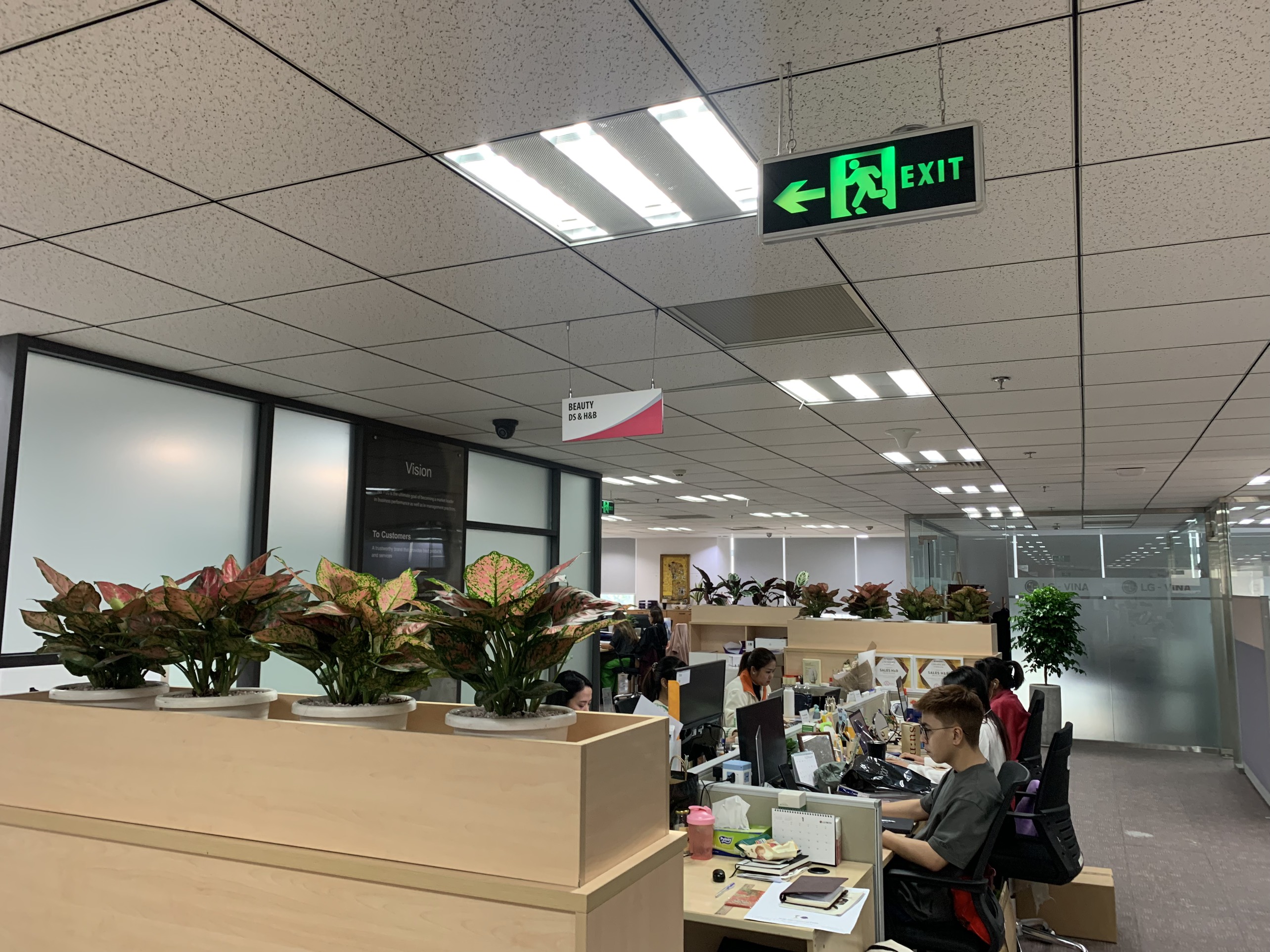dịch vụ thuê cây văn phòng