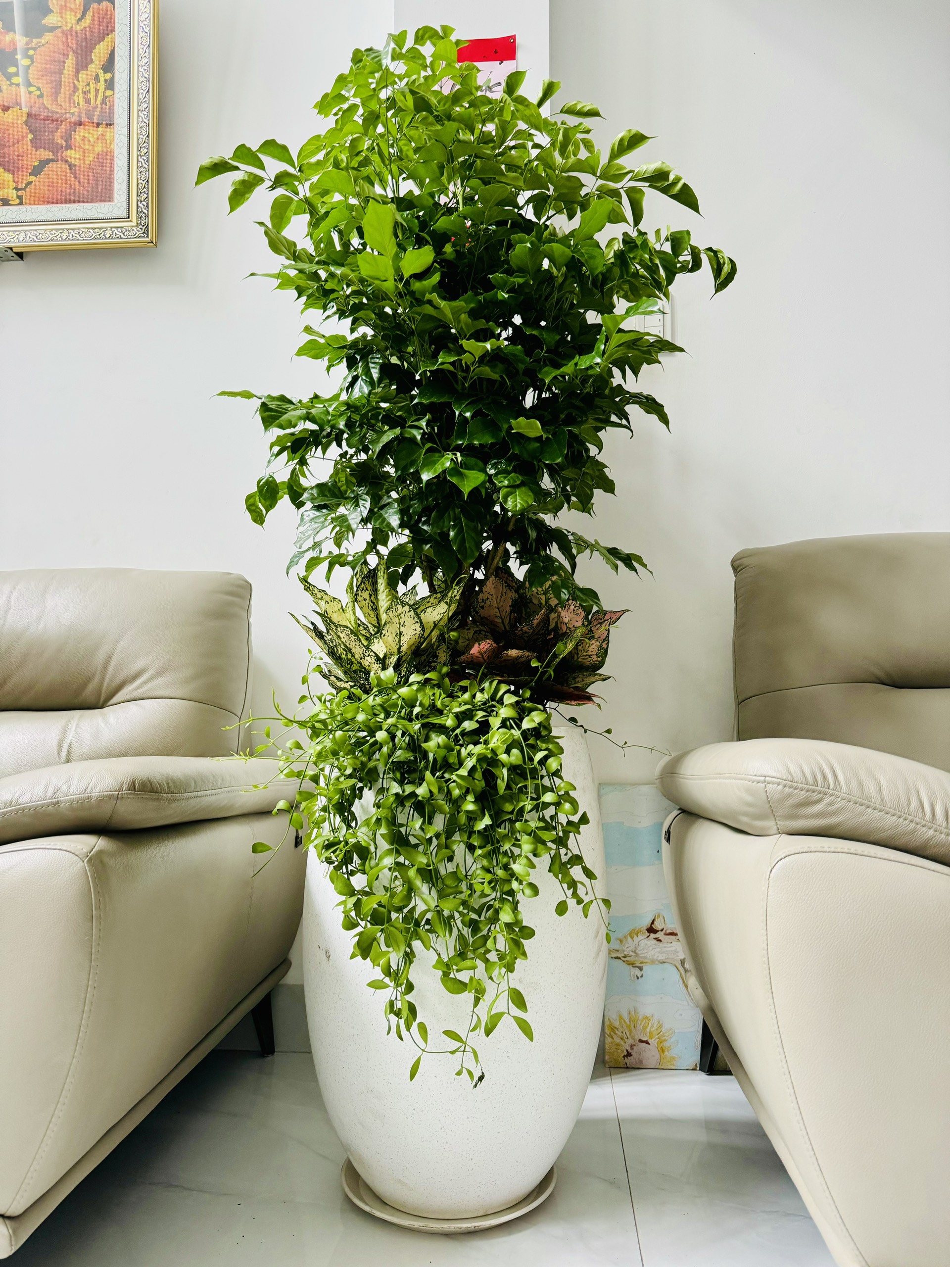 Mua Cây Hạnh Phúc Ở Đâu?