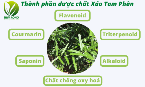 Giới thiệu Cây Xáo Tam Phân ( Nguồn gốc, thành phần, công dụng )