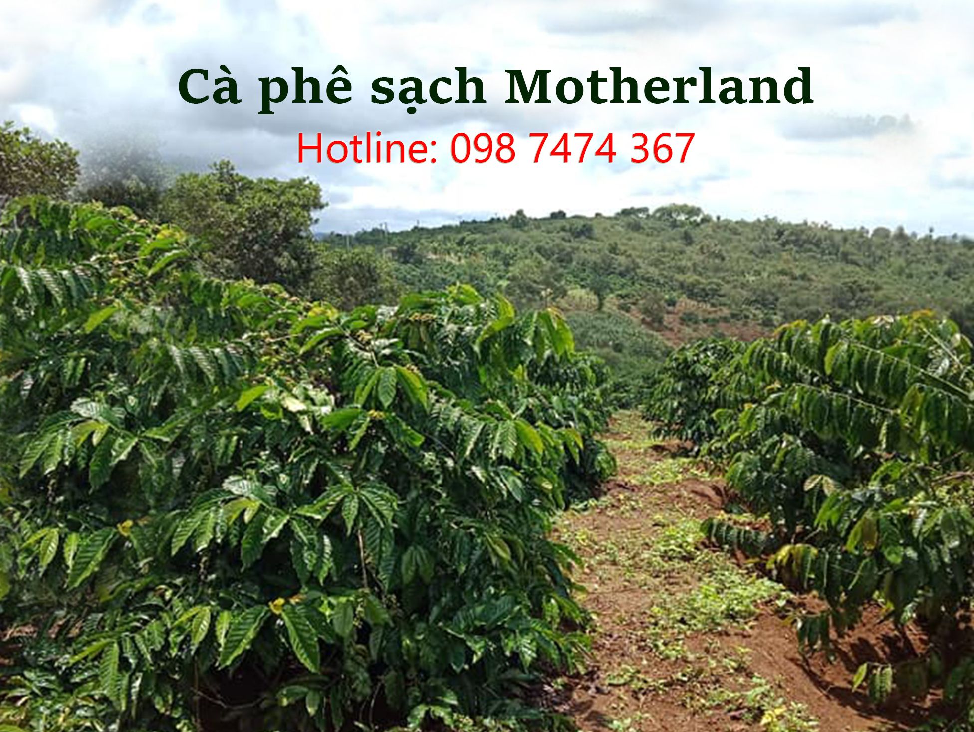 cà phê arabica cà phê arabica