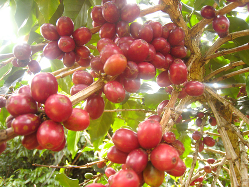 cà phê robusta Motherland rang mộc hạt đẹp pha phin và pha máy trái chín cà phê robusta Motherland rang mộc hạt đẹp pha phin và pha máy trái chín