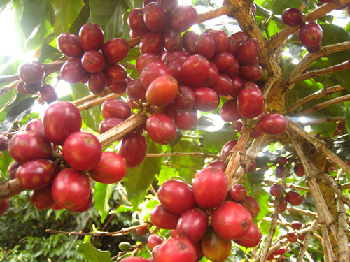 cafe honey là gì cafe honey là gì