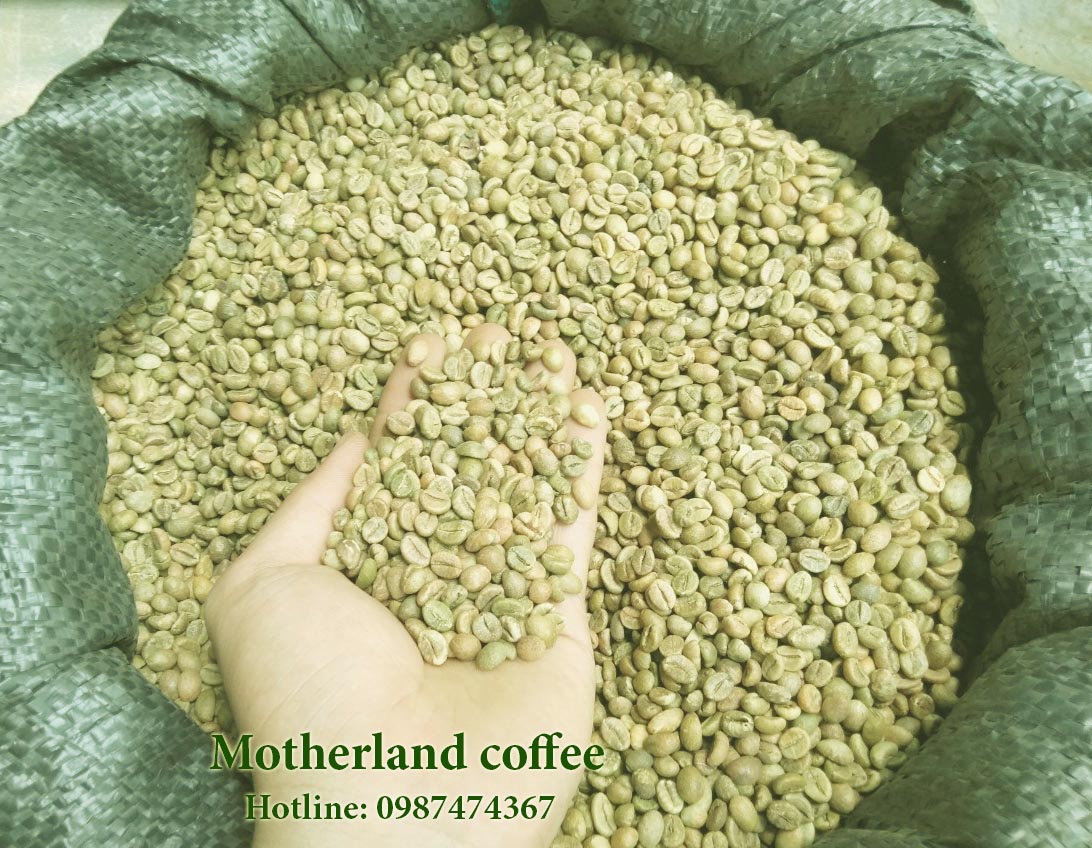 cà phê nhân robusta hạt chưa rang sàn 18 cà phê nhân robusta hạt chưa rang sàn 18