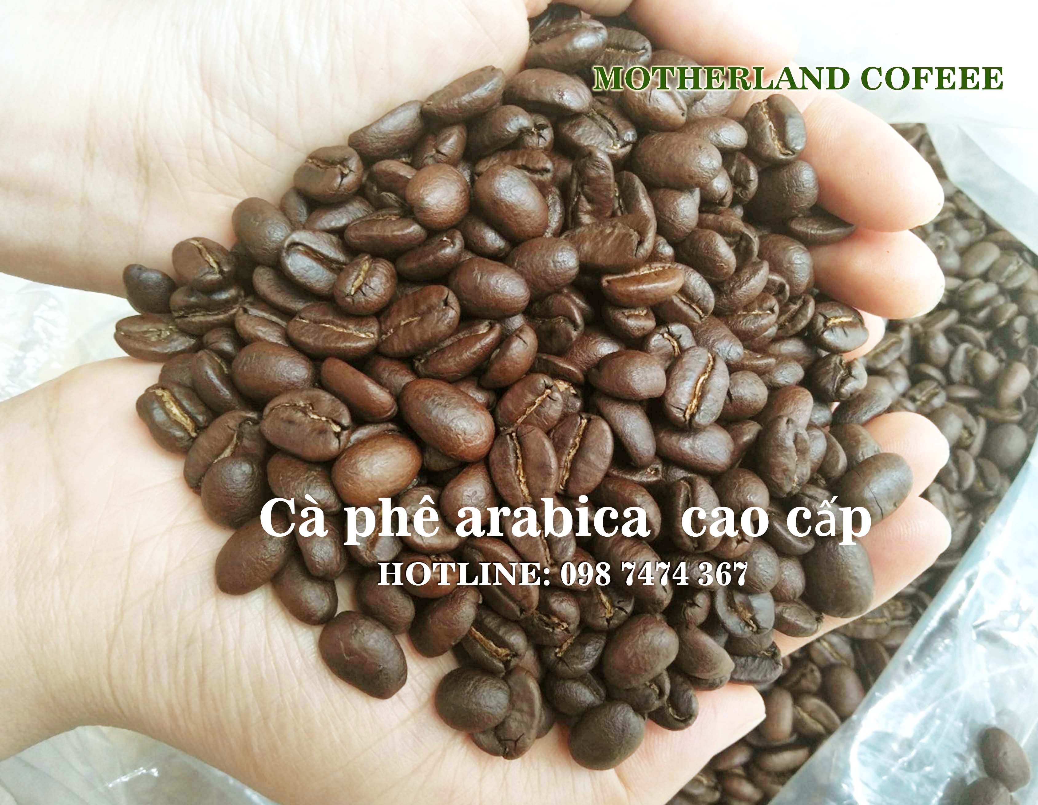 cà phê arabica đà lạt rang mộc cà phê arabica đà lạt rang mộc