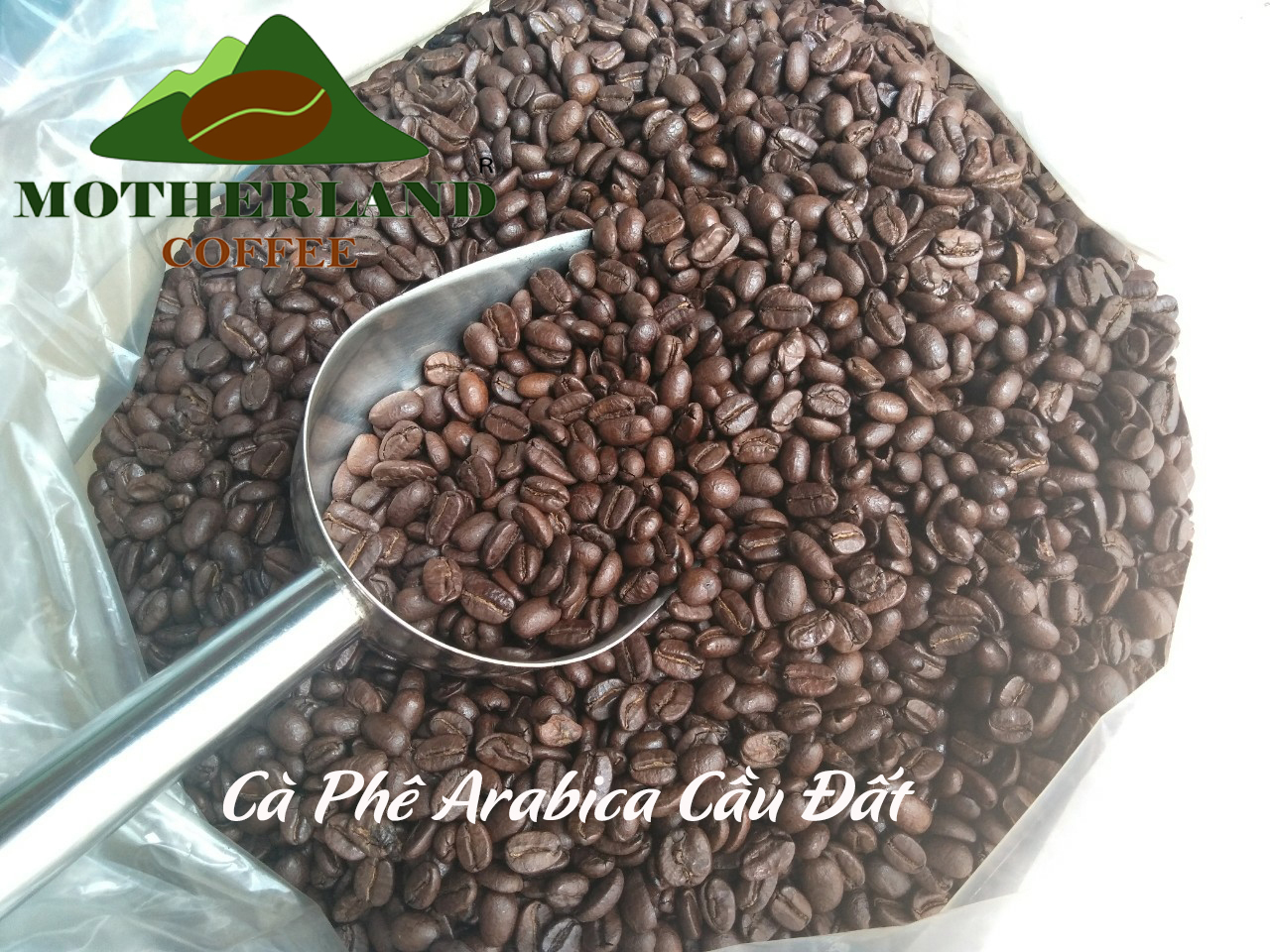 cà phê hạt arabica cầu đất đà lạt cà phê hạt arabica cầu đất đà lạt