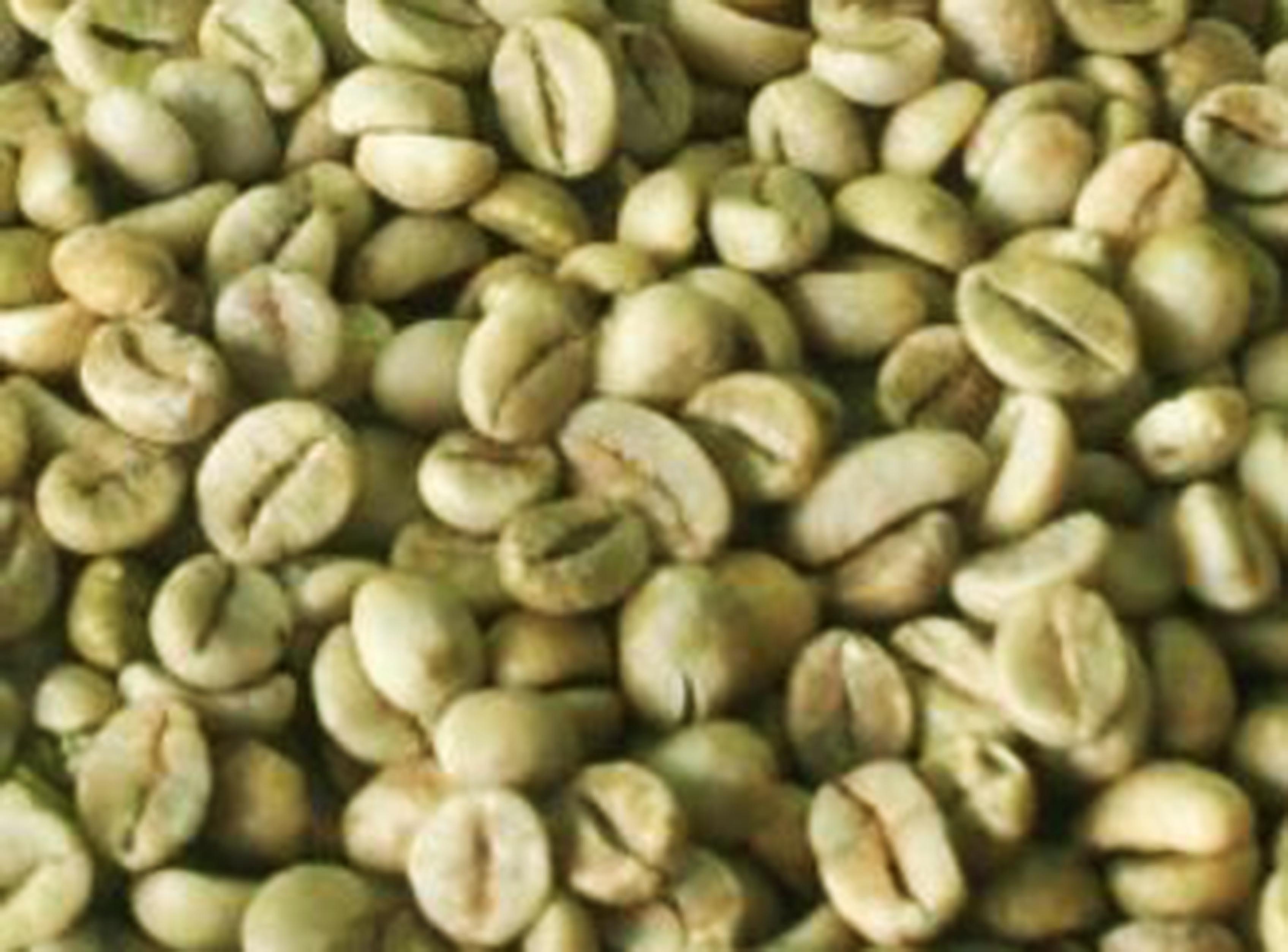 cà phê nhân robusta sàn 18 cà phê nhân robusta sàn 18