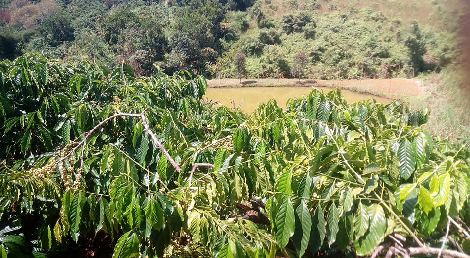 cà phê nhân sống robusta và arabica cà phê nhân sống robusta và arabica