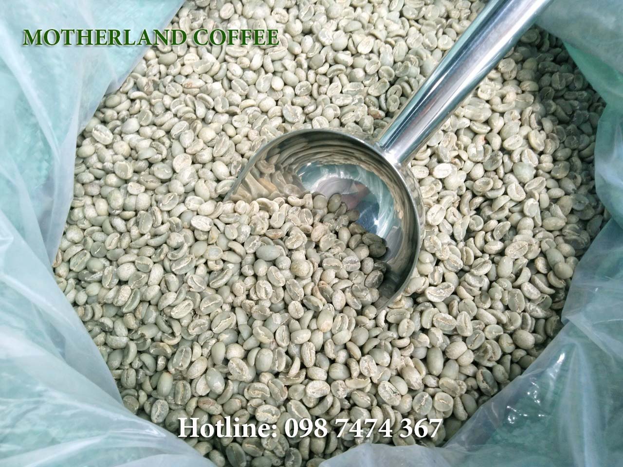 cà phê nhân xanh là gì - arabica cà phê nhân xanh là gì - arabica