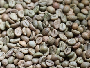 cà phê nhân xanh là gì - robusta sàn 18 cà phê nhân xanh là gì - robusta sàn 18