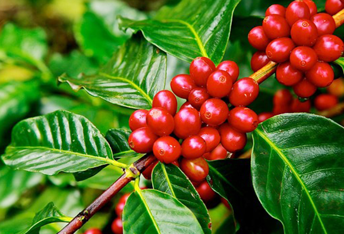 cà phê pha máy motherland coffee được chọn lọc từ trái chín cà phê pha máy motherland coffee được chọn lọc từ trái chín