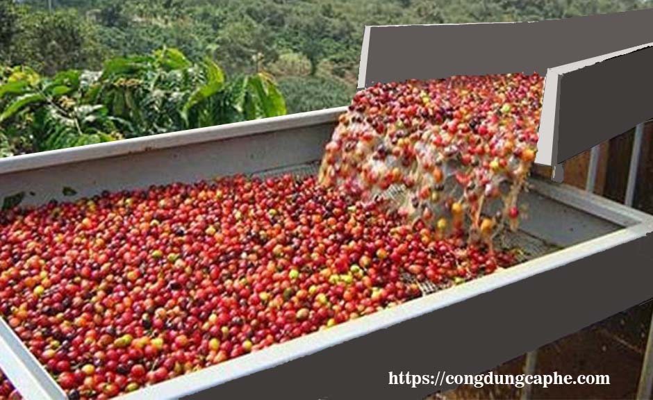 cà phê rang xay nguyên chất pha phin giá rẻ Motherland coffee cà phê rang xay nguyên chất pha phin giá rẻ Motherland coffee