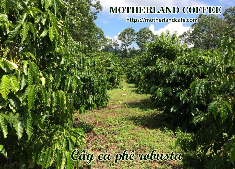 cà phê robusta được trồng ở Buôn Ma Thuột là ngon nhất cà phê robusta được trồng ở Buôn Ma Thuột là ngon nhất