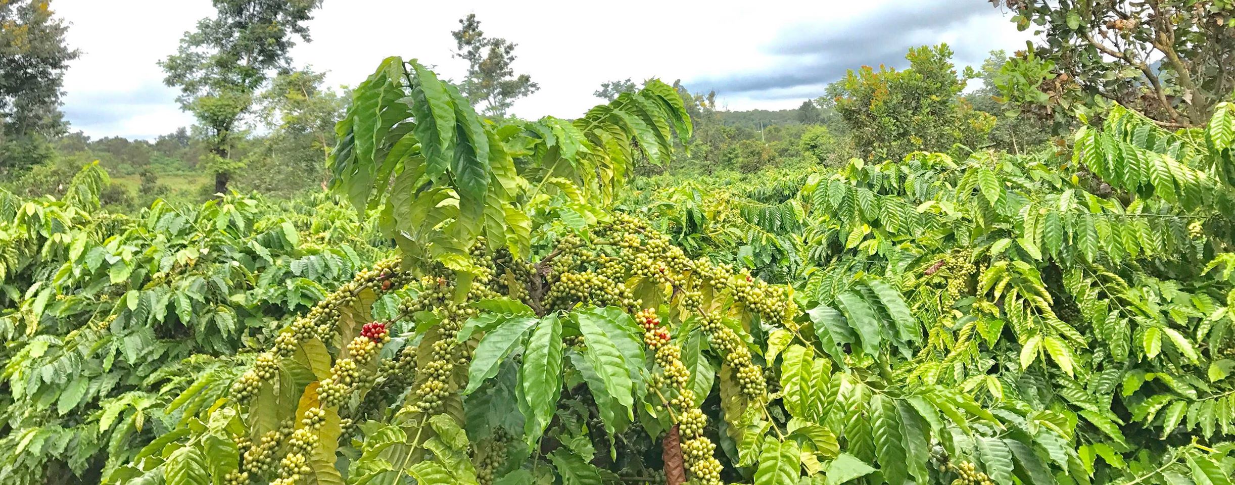 cà phê robusta Motherland gần đến mùa thu hoạch cà phê robusta Motherland gần đến mùa thu hoạch