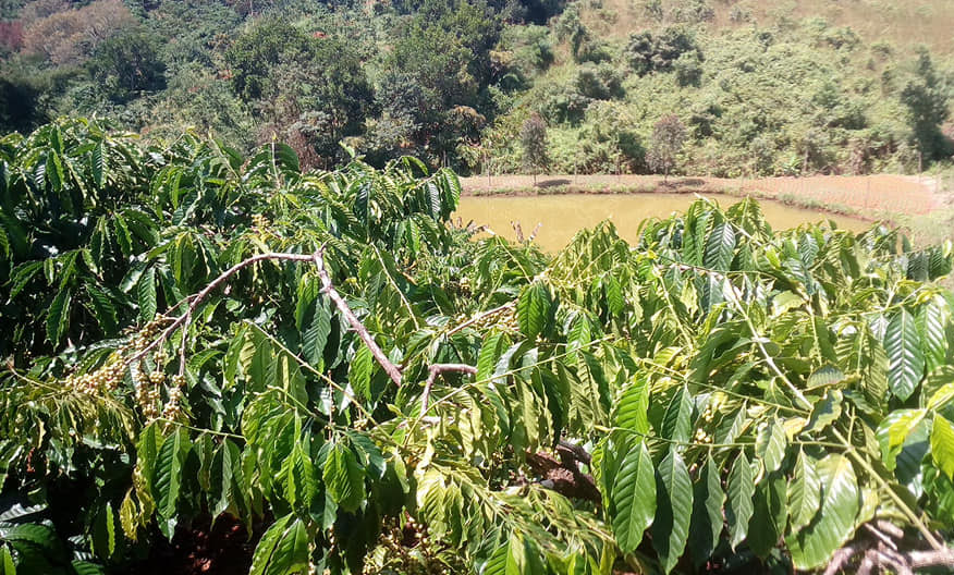 cà phê robusta motherland rang mộc hạt đẹp pha phin và pha máy cà phê robusta motherland rang mộc hạt đẹp pha phin và pha máy
