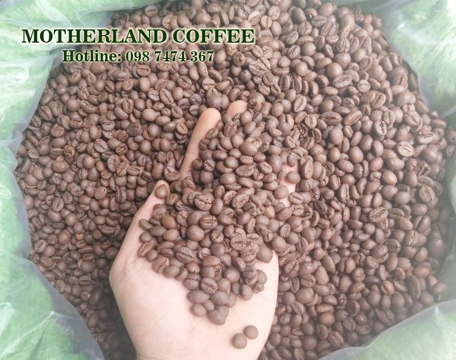 cà phê robusta natural motherland giá sỉ dùng pha phin và pha máy cà phê robusta natural motherland giá sỉ dùng pha phin và pha máy