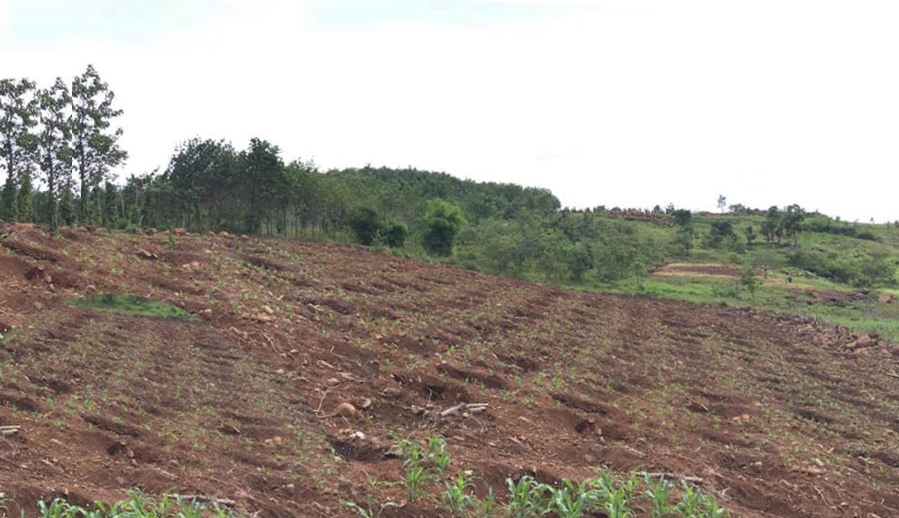 cà phê robusta thích hợp với đất đỏ bazan cà phê robusta thích hợp với đất đỏ bazan