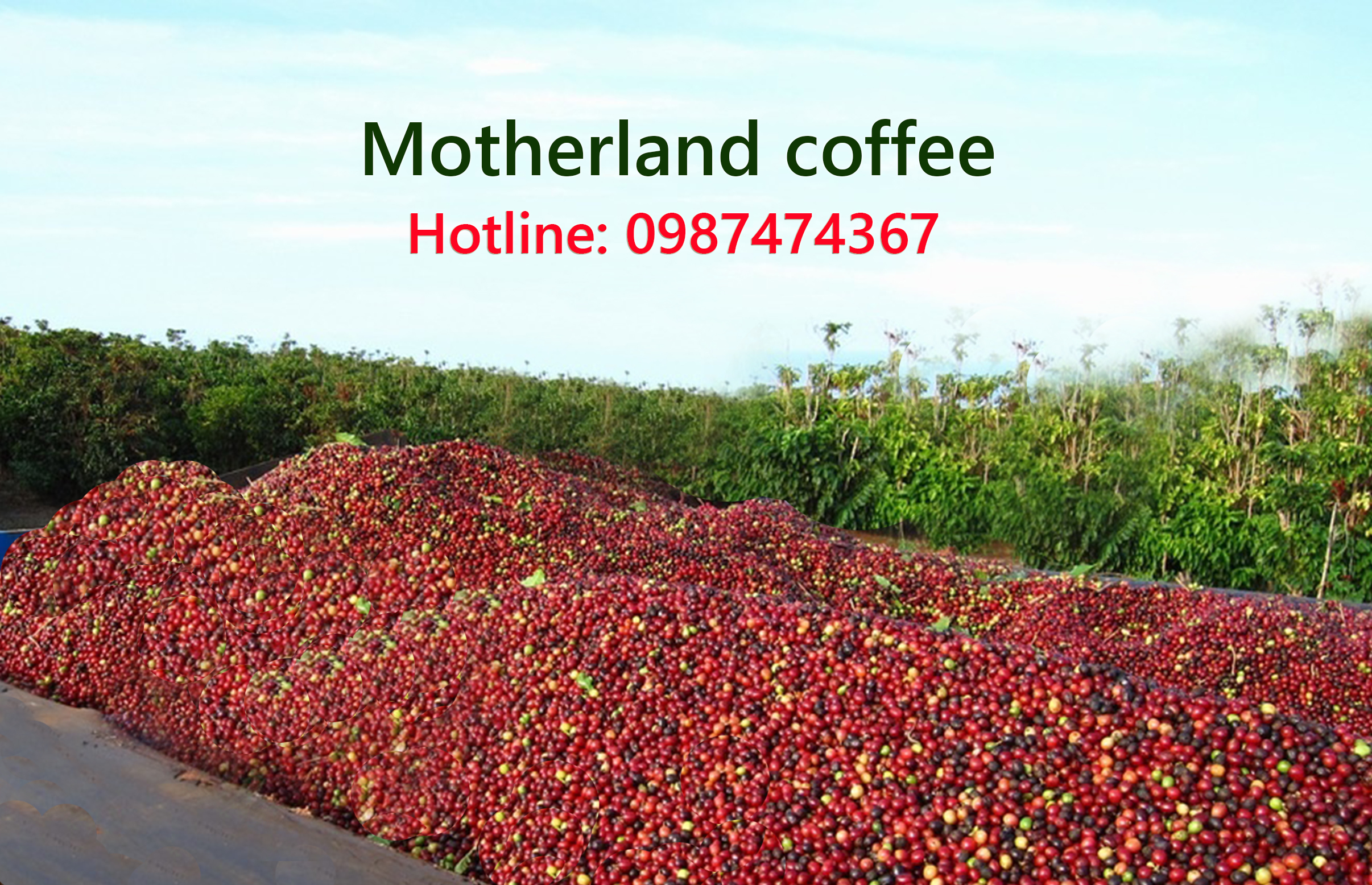 cà phê robusta trái chín giá sỉ cho quán cà phê robusta trái chín giá sỉ cho quán