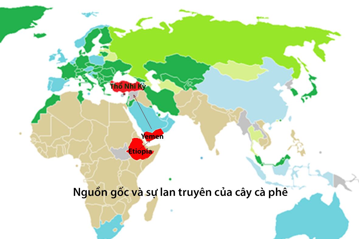 cà phê robusta Việt Nam và nguồn gốc cà phê robusta Việt Nam và nguồn gốc